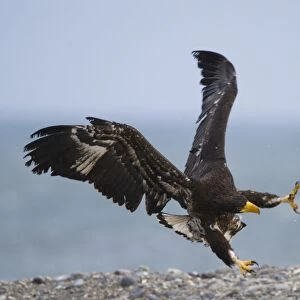 Steller's Sea-eagle (Haliaeetus pelagicus) adult and immature, fighting, squabbling over carcass on beach, Shiretoko Peninsula, Hokkaido, Japan, winter