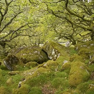 Stunted oak trees with epiphytic moss, with moss covered boulders in understory of moorland copse, Wistmans Wood