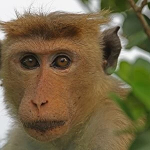 Toque Macaque (Macaca sinica) adult, close-up of head, Sri Lanka, december