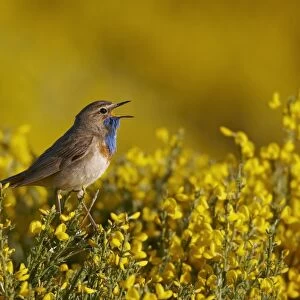 White-spotted Bluethroat (Luscinia svecica cyanecula) adult male, singing, perched in flowering broom bush, Gredos, Spain, june
