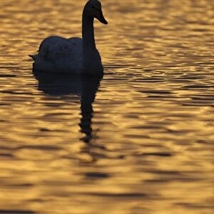 Whooper Swan (Cygnus cygnus) adult, silhouetted on water at dusk, Martin Mere W. W. T. Lancashire, England, February