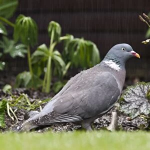 Wood Pigeon (Columba palumbus) adult, foraging for scraps under birdfeeder during rainfall in garden, Belvedere
