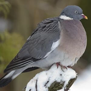 Wood Pigeon (Columbus palumbus) adult, perched on post in snow covered garden, Chirnside, Berwickshire, Scotland, december