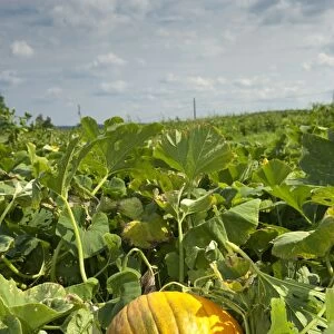 Yellow Pumpkin (Cucurbita sp. ) fruit, crop growing in field, Pennsylvania, U. S. A. september