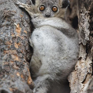 Africa, Madagascar, Berenty Reserve. White-footed sportive lemur hiding in the branches