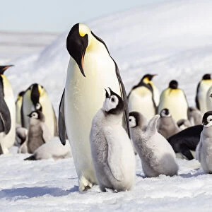 Antarctica, Snow Hill. An emperor penguin chick begs for food from an adult