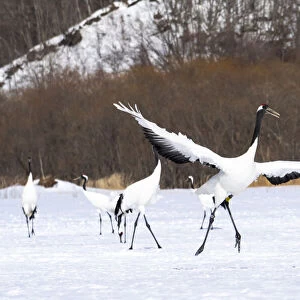 Asia, Japan, Hokkaido, Kushiro, Tsuri-Ito Rec-crowned Crane Sanctuary
