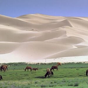 Asia, Mongolia, Gobi Desert. Wild horses