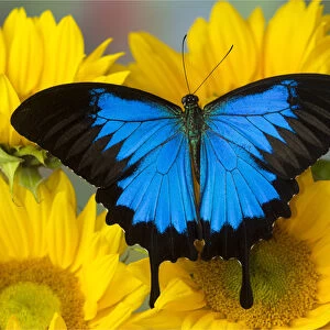 Australian Mountain Blue Swallowtail Butterfly, Papilio ulysses, on sunflower