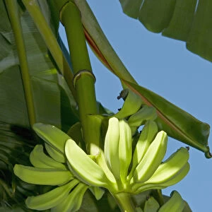 Bananas, Antigua, West Indies, Caribbean, Central America