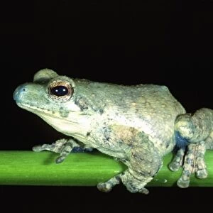 Blue-nosed Treefrog