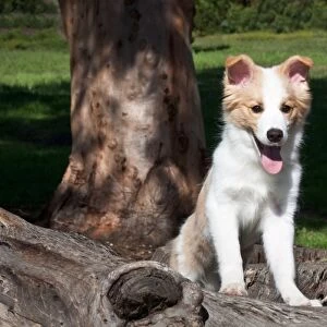 A Border Collie puppy looking over a fallen log in a park