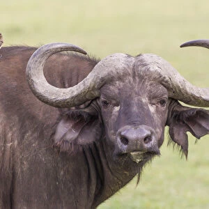 Cape buffalo faces camera, close up, large horns, with yellow ox pecker bird on its shoulder