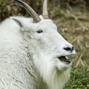 Eatonville, Washington State, USA. Mountain goat resting and vocalizing in Northwest