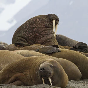 Europe, Norway, Svalbard, Svalbard, Prins Karls Forland. Group of walruses resting