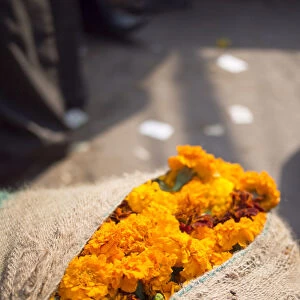 Fresh marigold flowers sack for sale in New Delhi, India