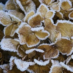 Frosted Hydrangea flower dried over the winter in our garden, Sammmamish Washington