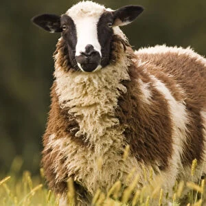 Dorset Sheep