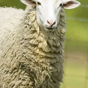 Galena, Illinois, USA. Head and shoulders view of a white Dorset sheep in a pasture