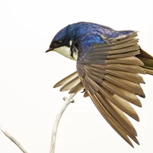 George Reifel Migratory Bird Sanctuary, BC, Canada. Tree swallow stretching wings