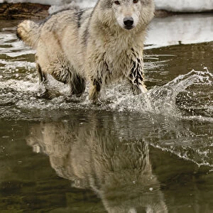 Gray Wolf or Timber Wolf reflection crossing stream in winter, (Captive Situation) Canis lupis