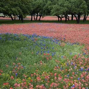 Hill Country, Texas, Indian Paint Brush and bluebonnets carpet the landscape before