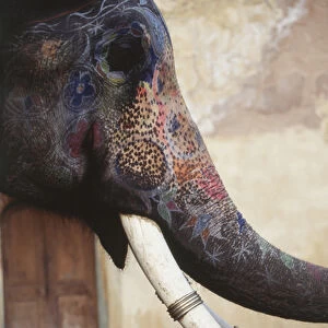 India, Rajasthan, Amber, Amer Fort, Painted Indian elephant