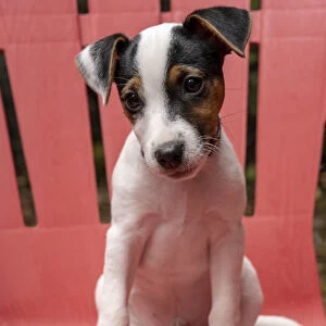 Issaquah, USA. Two month old Jack Russell Terrier sitting on a plastic patio chair. (PR)