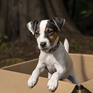 Issaquah, Washington State, USA. Two month old Jack Russell terrier posing in a cardboard box