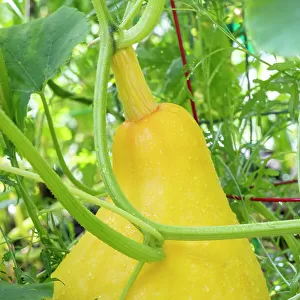Issaquah, Washington State, USA. Yellow summer squash, grown to a very large size