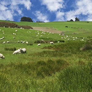 New Zealand, South Island. Sheep graze in pasture