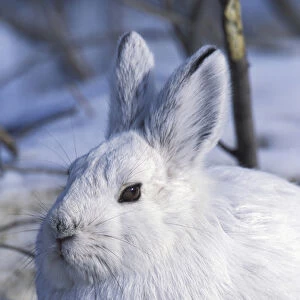 North America, USA, Alaska, ANWR. Snowshoe hare in its winter white camouflage fur