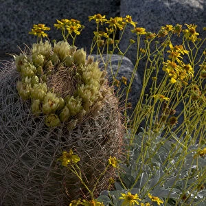 North America, USA, California. Brittlebush (Encalia farinosa), and California Barrel Cactus