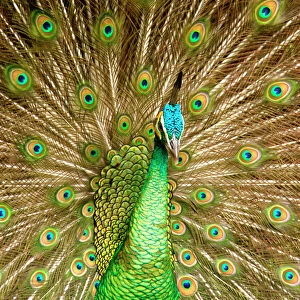 Peacock displaying