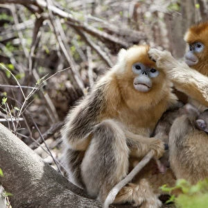 Qinling Mountains, China, Golden Monkey family grooming