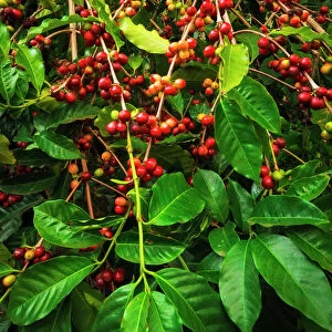 Red Kona coffee cherries on the vine, Captain Cook, The Big Island, Hawaii USA