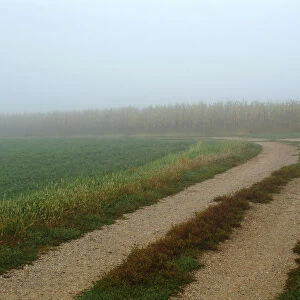 Rural lane through foggy farm field in early morning