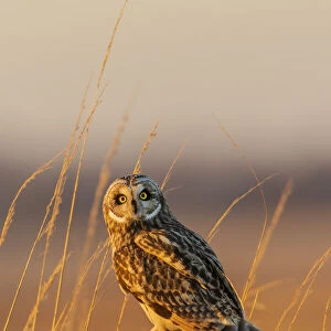 Short-eared owl perched on fence post, Prairie Ridge State Natural Area, Marion County, Illinois