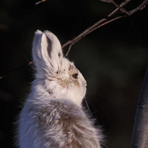 snowshoe hare, Lepus americanus, changing colors in the spring, southside of the Brooks Range