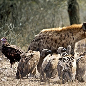 Spotted hyenas (Crocuta crocuta) and vultures scavenging on a carcass in Kruger National Park