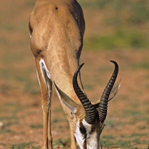 Springbok (Antidorcas marsupialis), Kgalagadi Transfrontier Park, Kalahari, Portrait