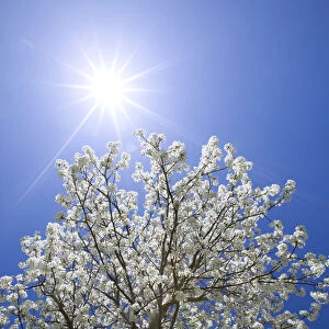 USA, California, Bishop. Flowering pear tree