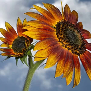 USA, California. Hybrid sunflower. Credit as: Christopher Talbot Frank / Jaynes Gallery