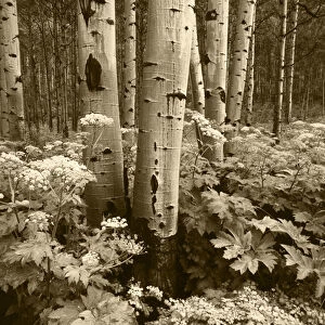 USA, Colorado, Aspen trees (populus tremuloides) and Cow Parsnip (Heracleum lanatum)
