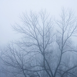 USA, Indiana. Skeleton tree in fog. Credit as: Wendy Kaveney / Jaynes Gallery / DanitaDelimont