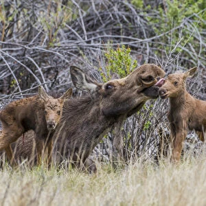 USA, Wyoming, Sublette County, a cow moose licks her newborn calf