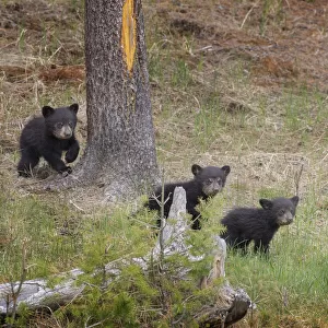 USA, Wyoming, Yellowstone National Park. Three black bear cubs and pine tree. Credit as