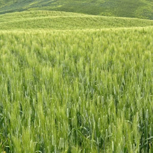 Wheat crop, Tuscany region of Italy