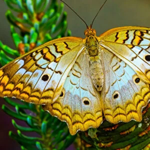 White peacock butterfly, Seattle, Washington State