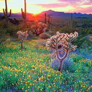 Wildflowers and cacti at sunset in Organ Pipe Cactus National Park, AZ